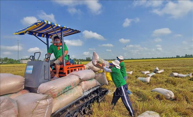 Nông dân huyện Thoại Sơn, tỉnh An Giang thu hoạch lúa Đông Xuân năm 2025. Ảnh: Công Mạo-TTXVN
