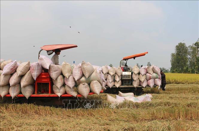Nông dân huyện Thoại Sơn, tỉnh An Giang thu hoạch lúa Đông Xuân năm 2025. Ảnh: Công Mạo-TTXVN