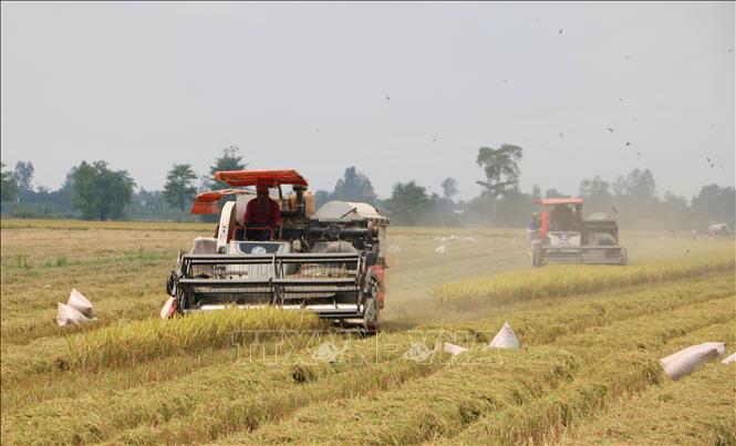 Nông dân huyện Thoại Sơn, tỉnh An Giang thu hoạch lúa Đông Xuân năm 2025. Ảnh: Công Mạo-TTXVN