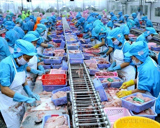 Việt Nam xuất khẩu sang Litva các mặt hàng gạo, thủy sản, rau quả, chè, hồ tiêu, hạt điều, gỗ/sản phẩm từ gỗ, cao su… Trong ảnh: Chế biến cá tra xuất khẩu tại nhà máy của Công ty TNHH Công nghiệp Thủy sản miền Nam (TP.Cần Thơ). Ảnh: Vũ Sinh - TTXVN