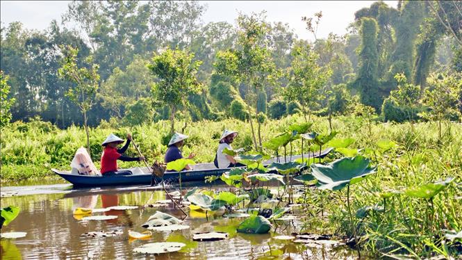 International tourists visit the Tra Su cajuput forests in the Mekong Delta province of An Giang. VNA Photo