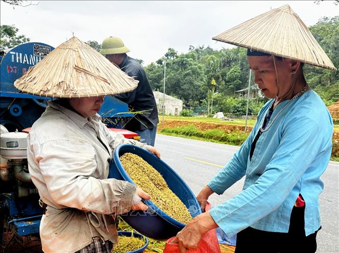 Bà con cho những hạt lúa vàng óng vào bao bì. Ảnh: Đức Thọ - TTXVN