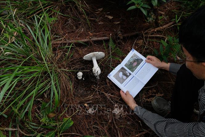 Một loại nấm trong chi nấm Amanita (chi nấm có nhiều loại nấm độc) sinh trưởng nhiều trong những cánh rừng thông ở Đà Lạt và vùng phụ cận. Ảnh: Nguyễn Dũng – TTXVN