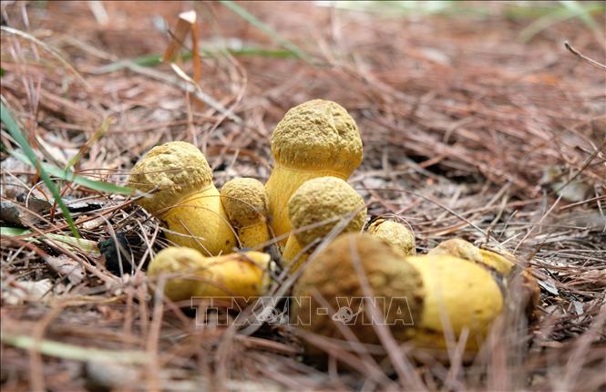 Một “ổ nấm” kaki ăn được, mọc dưới tán rừng thông Đà Lạt. Ảnh: Nguyễn Dũng – TTXVN