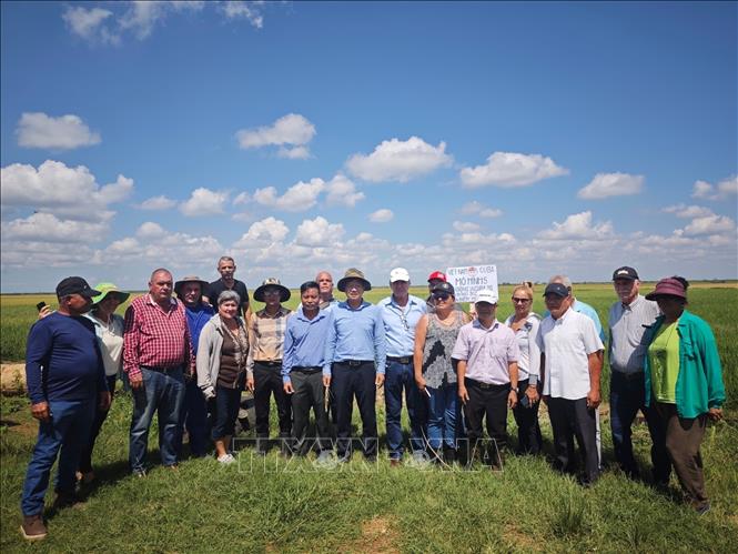 Vietnamese and Cuban experts help local people to change their farming methods, improve productivity and build a synchronous infrastructure system. VNA Photo: Mai Phương