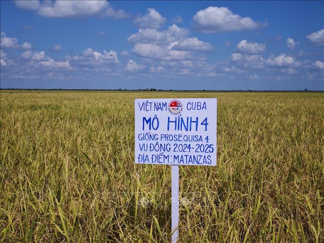 At demonstration model No. 4, where the most advanced techniques were applied, the rice yield in 2024 reached 11.16 tonnes per ha in two crops each year, far exceeding the target of 10 tonnes and 3-4 times higher than the national average yield.
