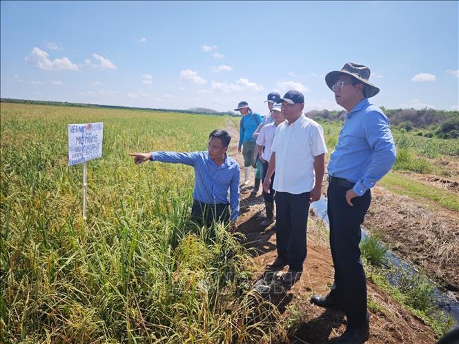 Vietnamese Ambassador to Cuba Le Quang Long visits to a rice field in Matanzas province which is part of the project. VNA Photo: Mai Phương