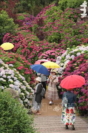 Khách du lịch che ô tránh mưa khi tham quan tại đảo Jeju, Hàn Quốc ngày 12/6/2025. Ảnh: Yonhap/TTXVN