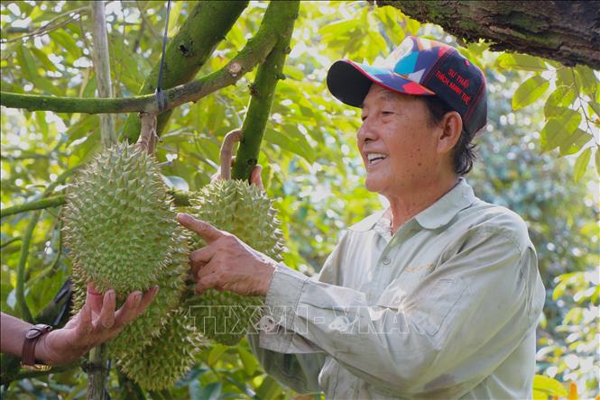 Ông Lê Văn Sáu, thành viên Câu lạc bộ nông dân tỷ phủ truyền cảm hứng làm giàu cho thế hệ trẻ. Ảnh: Nguyễn Hằng - TTXVN