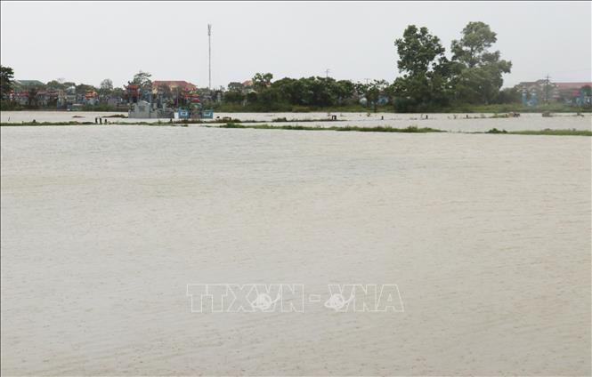 Ruộng lúa ở xã Triệu Thuận, huyện Triệu Phong bị ngập sâu trong nước lũ, không còn nhìn thấy lúa Hè Thu 2025 (ảnh chụp sáng 13/6). Ảnh: Nguyên Lý-TTXVN