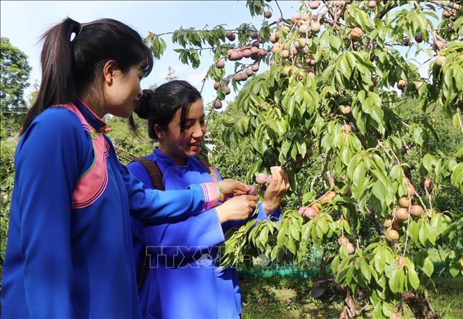 Local people harvest plums. VNA Photo: Hồng Ninh