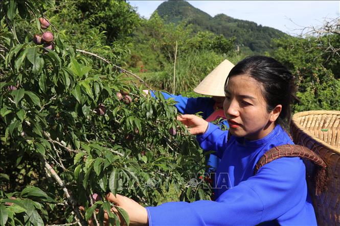 Local people harvest plums. VNA Photo: Hồng Ninh