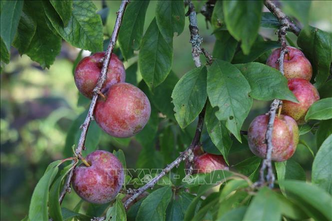 Plums are ripe in gardens on the White Plateau of Bac Ha. VNA Photo: Hồng Ninh