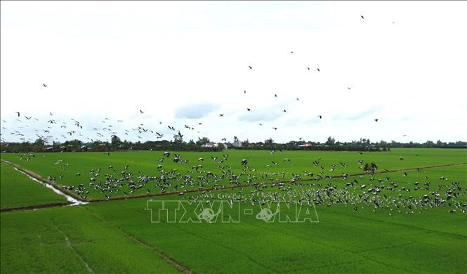 Đàn cò ốc quý hiếm với số lượng hàng nghìn con xuất hiện trên cánh đồng lúa thuộc xã Gáo Giồng, huyện Cao Lãnh. Ảnh: Nhựt An - TTXVN