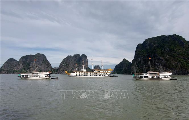 Một số tàu du lịch ở thành phố Hạ Long đang di chuyển về nơi tránh trú bão an toàn. Ảnh: Văn Đức - TTXVN