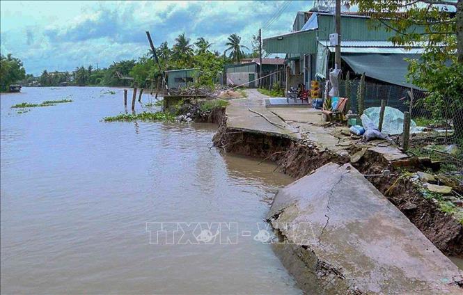 Điểm sạt lở bờ sông Ô Môn đoạn qua xã Tân Thạnh, huyện Thới Lai. Ảnh: TTXVN phát