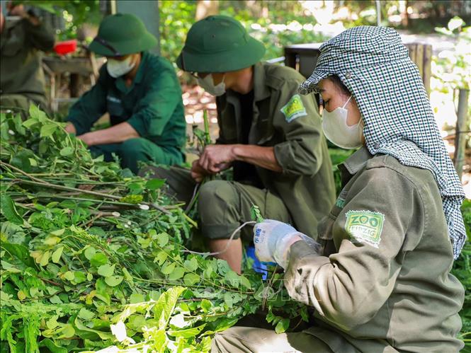 Đằng sau công tác chăm sóc toàn diện các loài linh trưởng tại đây là sự tận tâm không ngừng nghỉ của đội ngũ chuyên gia, nhân viên và tình nguyện viên. Ảnh: Vân Chi/TTXVN phát