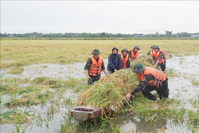 Cán bộ, chiến sĩ Sư đoàn 968, Quân khu 4 giúp dân xã Thuỷ Tân, thị xã Hương Thuỷ thu hoạch lúa bị ngập. Ảnh: TTXVN phát