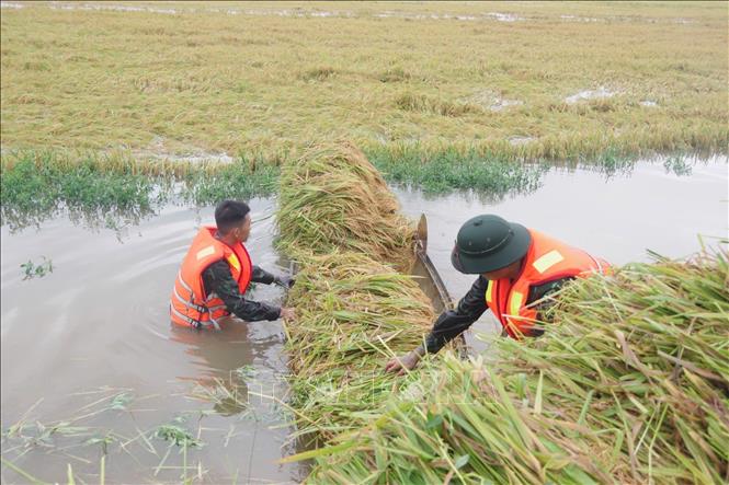 Cán bộ, chiến sĩ Sư đoàn 968, Quân khu 4 giúp dân xã Thuỷ Tân, thị xã Hương Thuỷ thu hoạch lúa bị ngập. Ảnh: TTXVN phát