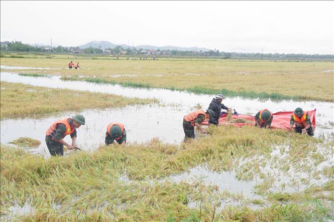Cán bộ, chiến sĩ Sư đoàn 968, Quân khu 4 giúp dân xã Thuỷ Tân, thị xã Hương Thuỷ thu hoạch lúa bị ngập. Ảnh: TTXVN phát