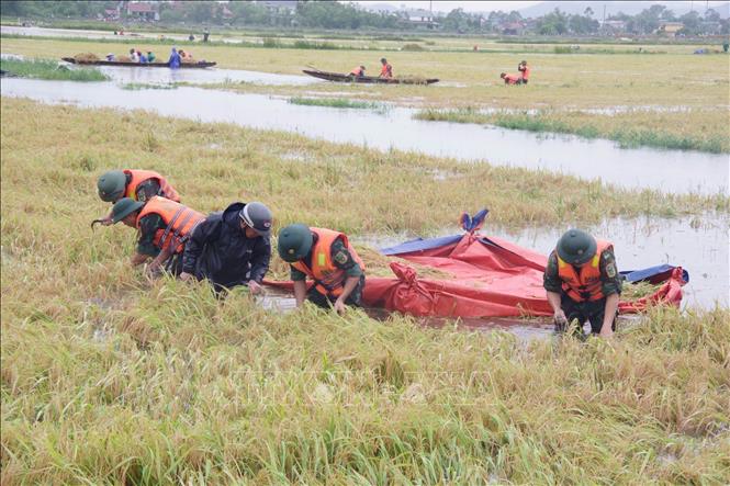 Cán bộ, chiến sĩ Sư đoàn 968, Quân khu 4 giúp dân xã Thuỷ Tân, thị xã Hương Thuỷ thu hoạch lúa bị ngập. Ảnh: TTXVN phát