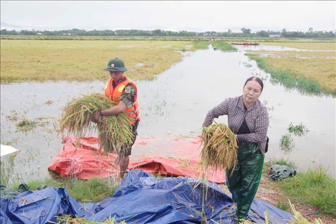 Chiến sĩ Sư đoàn 968, Quân khu 4 giúp dân xã Thuỷ Tân, thị xã Hương Thuỷ thu hoạch lúa bị ngập. Ảnh: TTXVN phát