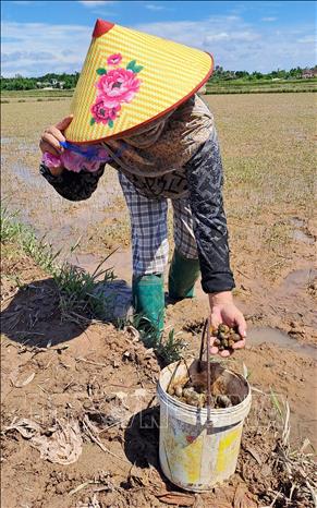 Sau lũ, ruộng lúa xuất hiện nhiều ốc bươu vàng gây hại nên người dân huyện Triệu Phong (Quảng Trị) phải bắt và thu gom (ảnh chụp ngày 15/6). Ảnh: Nguyên Lý-TTXVN