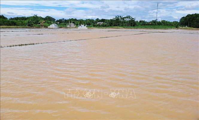 Ruộng lúa ở xã Triệu Long, huyện Triệu Phong (Quảng Trị) bị ngập sâu trong nước lũ (ảnh chụp ngày 15/6). Ảnh: Nguyên Lý-TTXVN