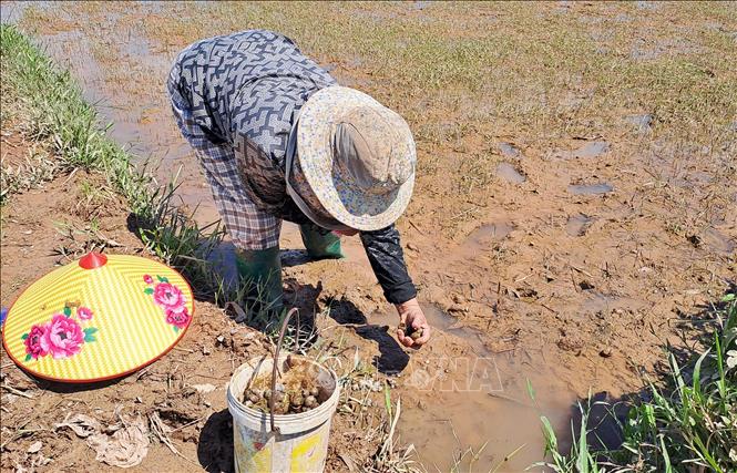 Sau lũ, ruộng lúa xuất hiện nhiều ốc bươu vàng gây hại nên người dân huyện Triệu Phong (Quảng Trị) phải bắt và thu gom (ảnh chụp ngày 15/6). Ảnh: Nguyên Lý-TTXVN