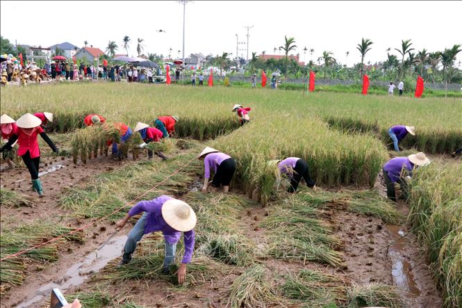Người dân thi gặt lúa rươi hữu cơ bằng phương pháp thủ công truyền thống tại ngày hội. Ảnh: Mạnh Tú - TTXVN