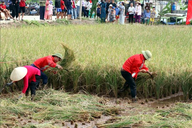 Người dân thi gặt lúa rươi hữu cơ bằng phương pháp thủ công truyền thống tại ngày hội. Ảnh: Mạnh Tú - TTXVN