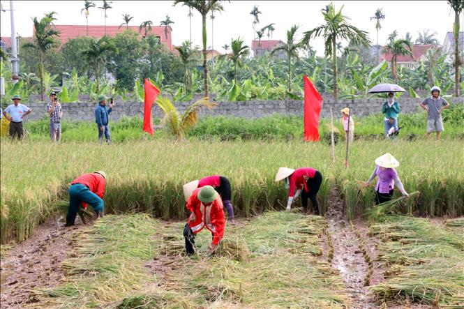 Người dân thi gặt lúa rươi hữu cơ bằng phương pháp thủ công truyền thống tại ngày hội. Ảnh: Mạnh Tú - TTXVN