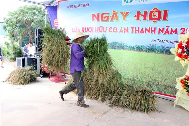 Người dân gánh lúa đến điểm tập kết tại ngày hội. Ảnh: Mạnh Tú - TTXVN