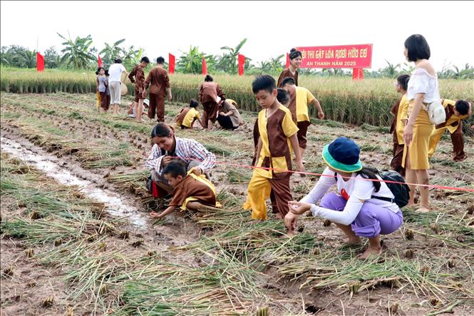 Các em nhỏ và du khách trải nghiệm bắt ốc, cáy trên cánh đồng lúa rươi hữu cơ tại ngày hội. Ảnh: Mạnh Tú - TTXVN