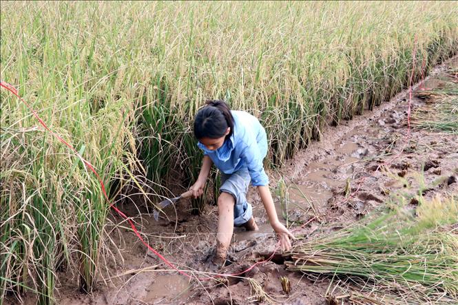 Các em nhỏ trải nghiệm gặt lúa bằng phương pháp thủ công truyền thống tại ngày hội. Ảnh: Mạnh Tú - TTXVN