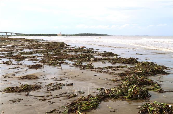 Gần 1km bờ biển từ cửa biển Lạch Vạn chạy dài qua khu du lịch biển Diễn Thành (thị trấn Diễn Thành, huyện Diễn Châu, tỉnh Nghệ An) bị rác thải và bèo tây bủa vây. Ảnh: Xuân Tiến-TTXVN 