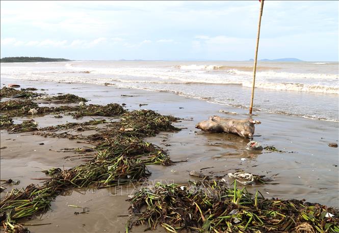 Xác gia súc đang giai đoạn phân hủy nằm trên bờ biển khu du lịch biển Diễn Thành (thị trấn Diễn Thành, huyện Diễn Châu, Nghệ An). Ảnh: Xuân Tiến-TTXVN 