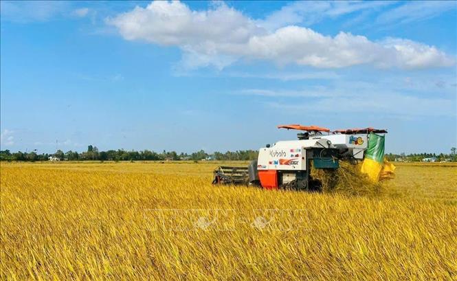 Thu hoạch lúa bằng máy gặt đập liên hợp trên đồng ruộng huyện Phước Long, tỉnh Bạc Liêu. Ảnh: TTXVN phát