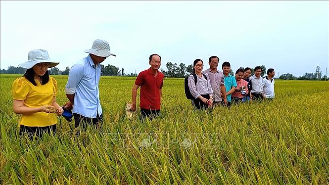 Mô hình giảm chi phí và nâng cao hiệu quả canh tác lúa ở xã Vĩnh Hưng A, huyện Vĩnh Lợi, tỉnh Bạc Liêu. Ảnh: TTXVN phát