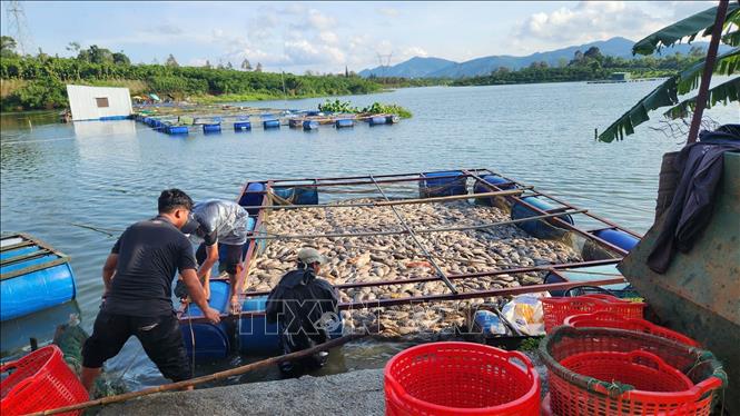 Cá chết nổi trong lồng bè nuôi tại hồ Mai Thành (phường Lộc Tiến, thành phố Bảo Lộc) . Ảnh: TTXVN phát