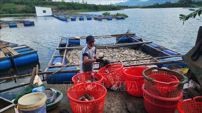 Gia đình ông Trần Văn Tiến cùng người dân thu gom cá chết. Ảnh: TTXVN phát
