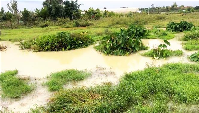 Nguồn nước trắng đục từ khu vực nhà máy sản xuất cao lanh chảy vào hồ Mai Thành theo con suối nhỏ trong những ngày qua. Ảnh: TTXVN phát
