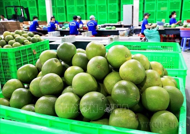 Chanh xanh và bưởi là hai loại quả tiếp theo của Việt Nam được xuất khẩu sang New Zealand sau xoài, thanh long và chôm chôm. Ảnh: Hồng Đạt - TTXVN