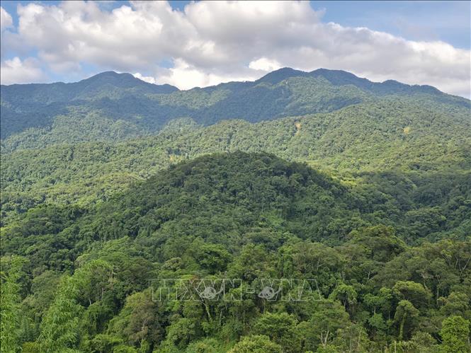 Những cánh rừng tại huyện Đăk Glei (tỉnh Kon Tum) được các cá nhân và cộng đồng ra sức gìn giữ, bảo vệ. Ảnh: Khoa Chương - TTXVN