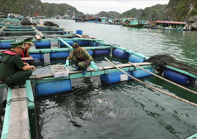 Bộ đội Biên phòng Hải Phòng triển khai công tác tuyên truyền bảo vệ an ninh Tổ quốc ở hộ gia đình ông Đinh Như Đang, nuôi thuỷ sản trên biển khu vực biên giới biển thuộc thị trấn Cát Bà, thành phố Hải Phòng. Ảnh: Vũ Sinh - TTXVN