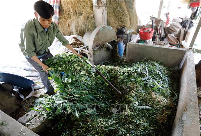 Gia đình anh Phạm Ngọc Phú, chị Đinh Thị Ngoan, dân tộc Mường ở thôn 6, xã Ba Trại, Ba Vì vay vốn ưu đãi đầu tư nuôi bò sữa, gia đình có việc làm tăng thu nhập. Ảnh: Trần Việt - TTXVN