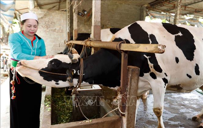 Gia đình anh Phạm Ngọc Phú, chị Đinh Thị Ngoan, dân tộc Mường ở thôn 6, xã Ba Trại, Ba Vì vay vốn ưu đãi đầu tư nuôi bò sữa, gia đình có việc làm tăng thu nhập. Ảnh: Trần Việt - TTXVN