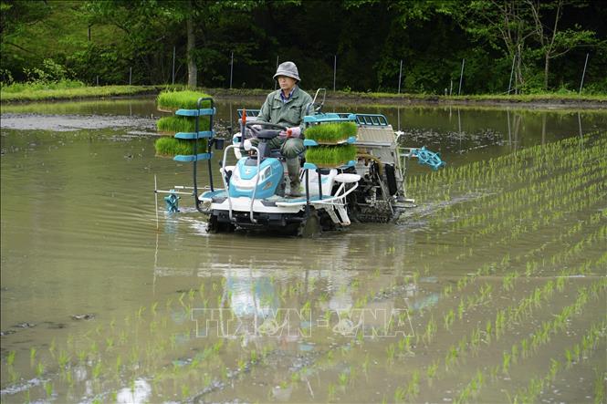 Trồng lúa trên cánh đồng ở Fukushima, Nhật Bản. Ảnh: Kyodo/TTXVN