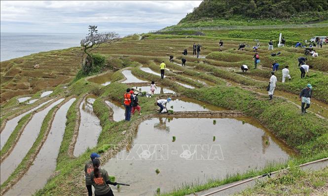 Trồng lúa trên cánh đồng ở Fukushima, Nhật Bản. Ảnh: Kyodo/TTXVN