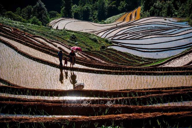 Vẻ đẹp của những thửa ruộng bậc thang mùa nước đổ tại xã Lao Chải (huyện Mù Cang Chải, tỉnh Yên Bái). Ảnh: Khánh Hoà – TTXVN 
